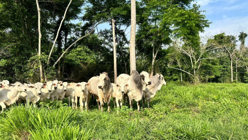 Fazenda São Francisco I e II​